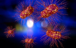 Antibakterijski efekat samog origano ulja i u kombinaciji sa antibioticima protiv Ešerihije koli 8
