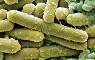 Ulje Divljeg Origana i Klostridija (Clostridioides difficile) 6