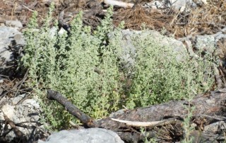 Origanum minutiflorum u prirodi