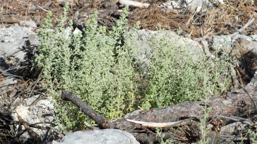 Origanum minutiflorum u prirodi