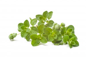 Oregano | Probotanic