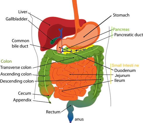 digestivni-sistem