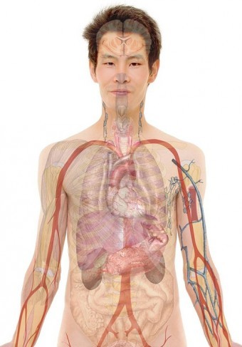 metabolizam