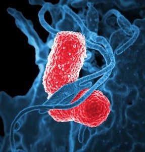 bakterija Klebsiella pneumoniae