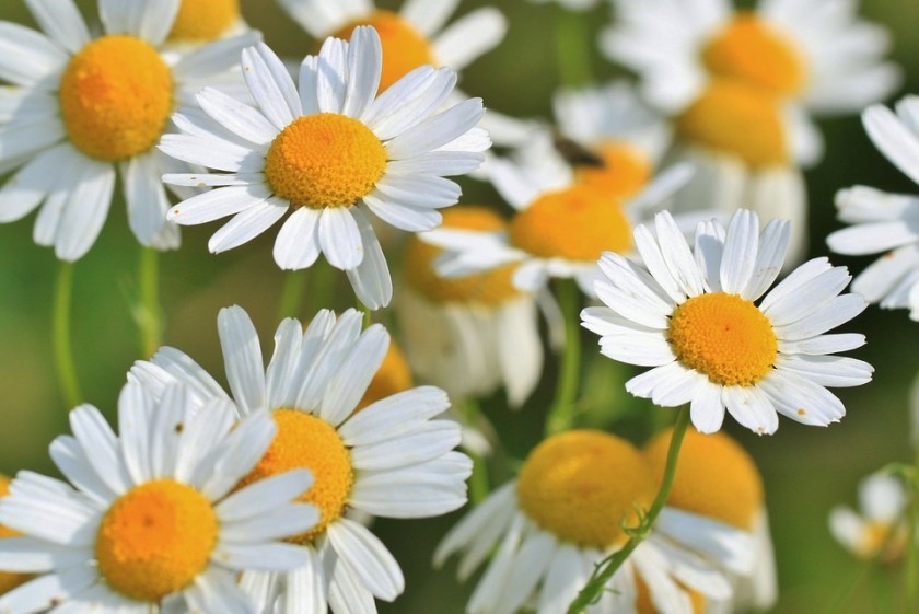 chamomile-401490_960_720