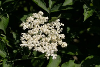 elderflower-1472467_960_720 | Probotanic elderflower-1472467_960_720