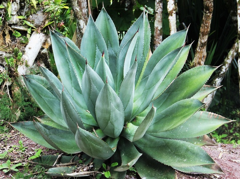 giant-aloe-vera-1546738_960_720