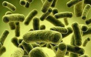 Lista štetnih mikroorganizama koje uništava origano ulje 24