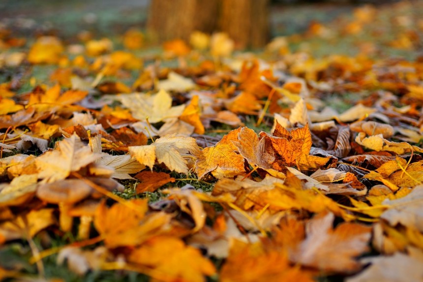 leaves-1818625_960_720