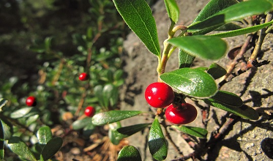 lingonberry-640978_960_720