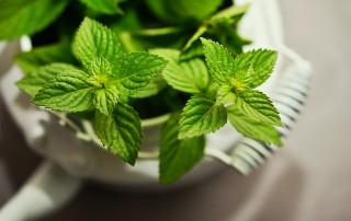 Origanum minutiflorum - opšte informacije, poreklo, glavni sastojci 10