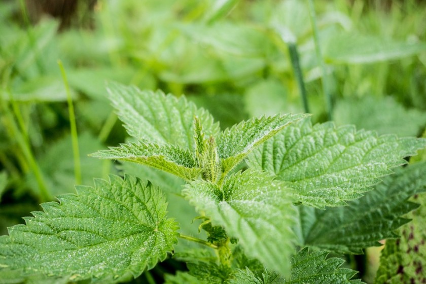 stinging-nettle-503939_960_720